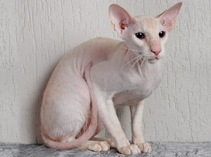 Peterbald Cat