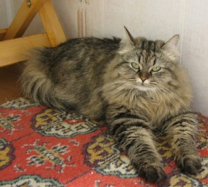 The World's 7 Most Expensive Cat Breeds 7 » Pets Impress Siberian Forest cat