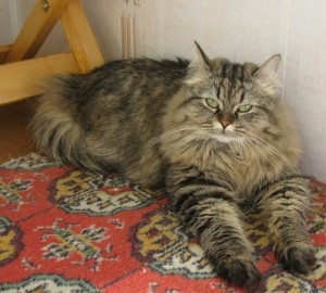 Siberian Forest cat