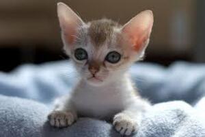 The World's 7 Most Expensive Cat Breeds 5 » Pets Impress Singapura Cats
