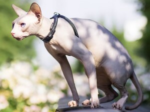 The World's 7 Most Expensive Cat Breeds 4 » Pets Impress Sphynx Cat