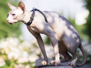 Sphynx Cat