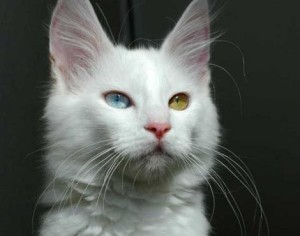 The World's 7 Most Expensive Cat Breeds 6 » Pets Impress Turkish Angoras Cat