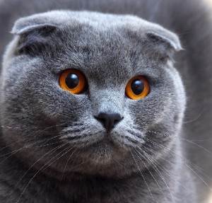 Scottish Fold Cat