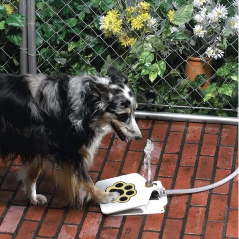 Automatic Outdoor Dog Water Fountain 33 » Pets Impress