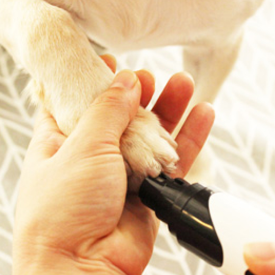 Rechargeable Professional Dog Nail Grinder 29 » Pets Impress