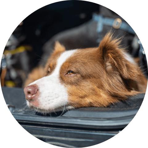 dgrdng-min Polyester Front Seat Dog Cover 7 » Pets Impress