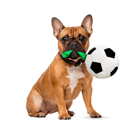 Dog Soccer Ball Toy 9 » Pets Impress