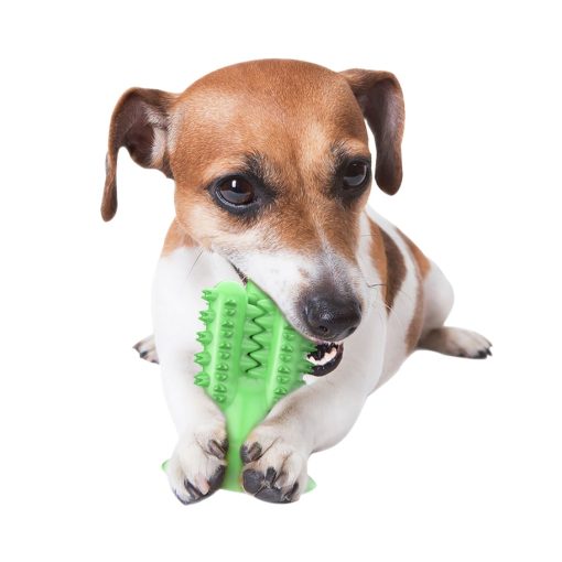 Cactus Dog Toothbrush 3 » Pets Impress