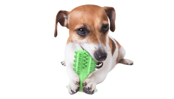 Cactus Dog Toothbrush 13 » Pets Impress