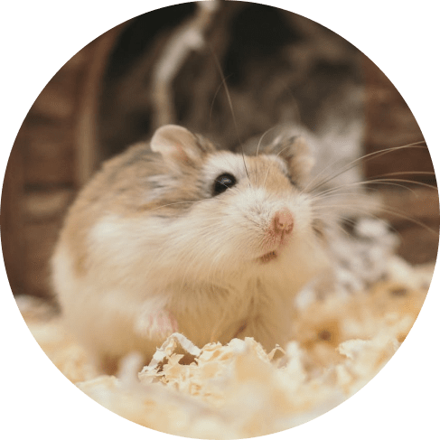 Hamster Toy 10 » Pets Impress