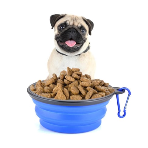 Foldable Dog Feeding Bowl 15 » Pets Impress