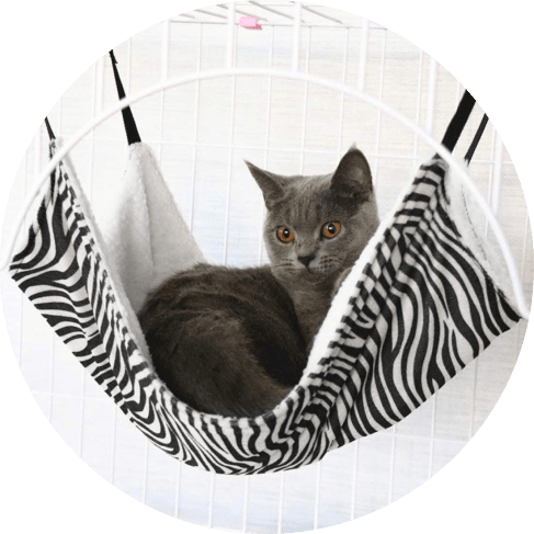 Cat Hammock 6 » Pets Impress