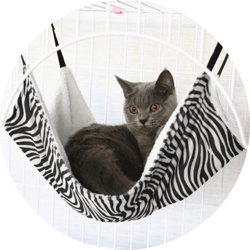 1-min (74) Cat Hammock 7 » Pets Impress