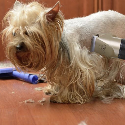 Pet Grooming Tool 7 » Pets Impress