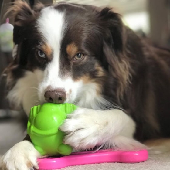 479-min Bullfrog - Chew Toy & Treat Dispenser 18 » Pets Impress