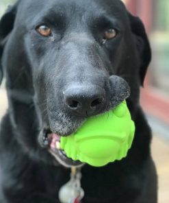 Bullfrog - Chew Toy & Treat Dispenser 10 » Pets Impress