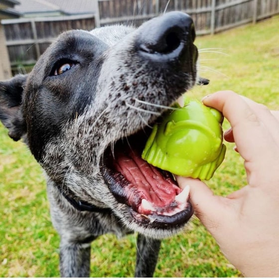 480-min Bullfrog - Chew Toy & Treat Dispenser 19 » Pets Impress