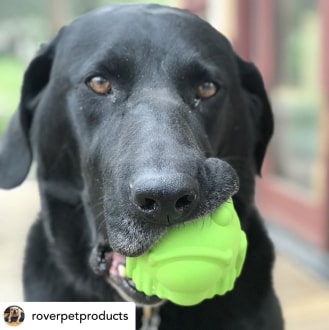 484-min Bullfrog - Chew Toy & Treat Dispenser 23 » Pets Impress