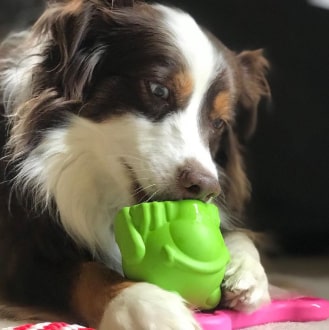 482-min Bullfrog - Chew Toy & Treat Dispenser 21 » Pets Impress