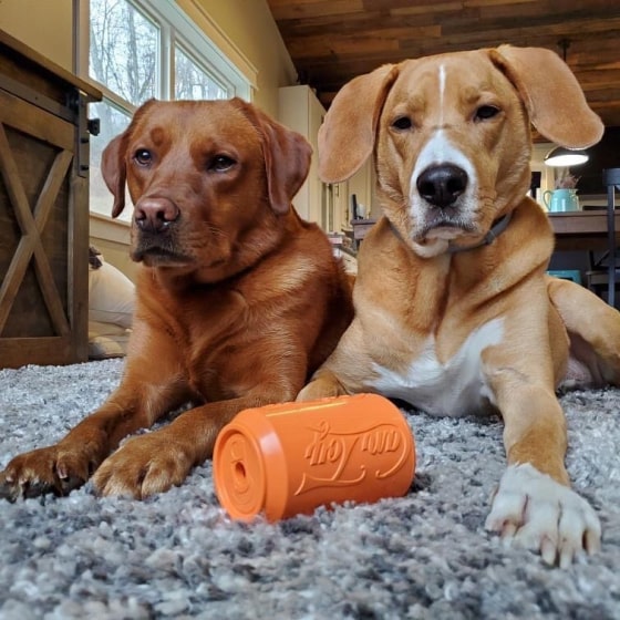 475-min Can Toy & Treat Dispenser 16 » Pets Impress