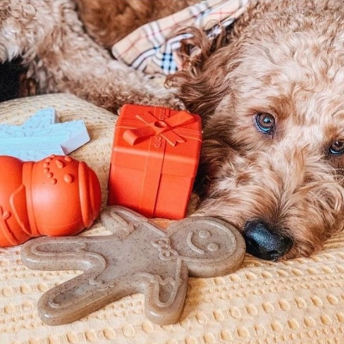 ginger-min Nylon Gingerbread Man Chew Toychew toy 12 » Pets Impress