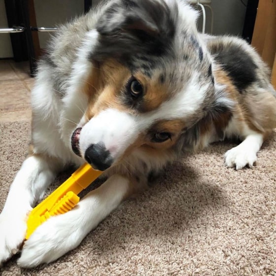 486-min Nylon Pipe Wrench - Dog Chew Toy 13 » Pets Impress