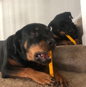 489-min Nylon Pipe Wrench - Dog Chew Toy 17 » Pets Impress