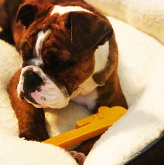 Nylon Pipe Wrench - Dog Chew Toy 15 » Pets Impress
