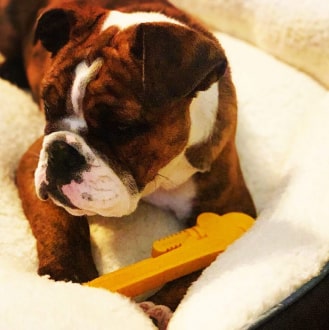 488-min Nylon Pipe Wrench - Dog Chew Toy 15 » Pets Impress