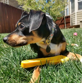 48-min Nylon Pipe Wrench - Dog Chew Toy 16 » Pets Impress