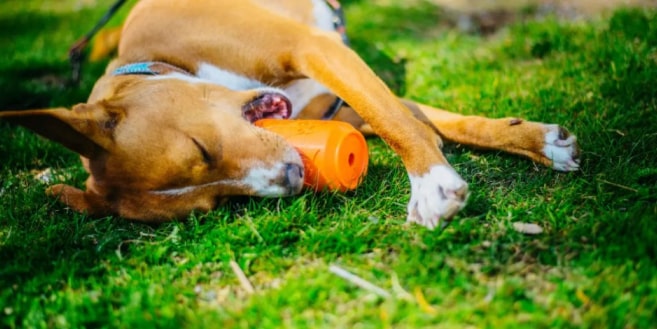 Nylon Pipe Wrench - Dog Chew Toy 18 » Pets Impress