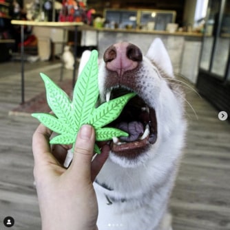 239-min Colorado "Maple Leaf" Durable Nylon Dog Chew Toy for Aggress 19 » Pets Impress