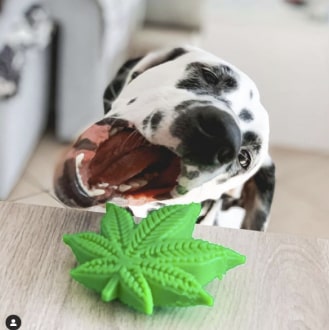 Colorado "Maple Leaf" Durable Nylon Dog Chew Toy for Aggress 18 » Pets Impress