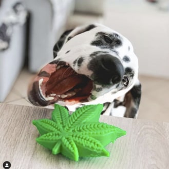 249-min Colorado "Maple Leaf" Durable Nylon Dog Chew Toy for Aggress 18 » Pets Impress