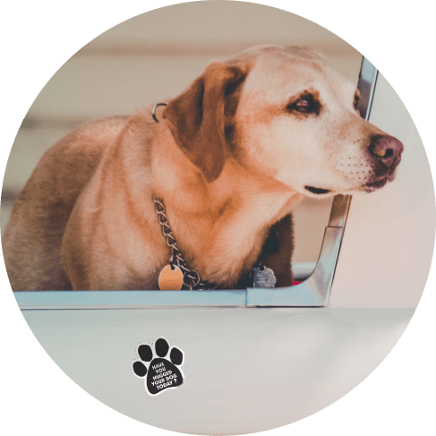 1-min 'Have You Hugged Your Dog Today?’ Magnet 9 » Pets Impress