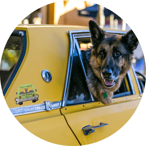 1-min German Shepherd On Board Car Magnet 9 » Pets Impress