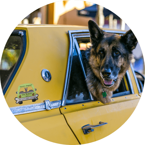 German Shepherd On Board Car Magnet 11 » Pets Impress