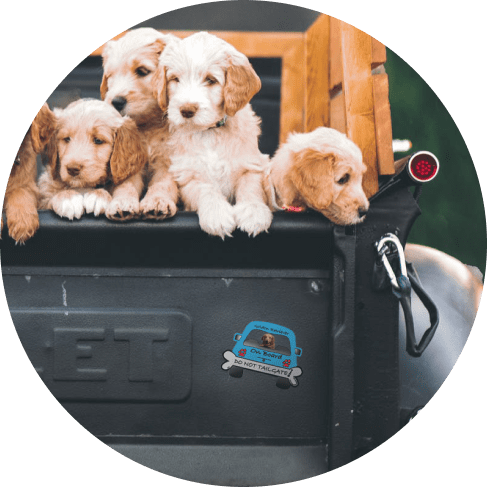 Golden Retriever On Board Car Magnet 9 » Pets Impress