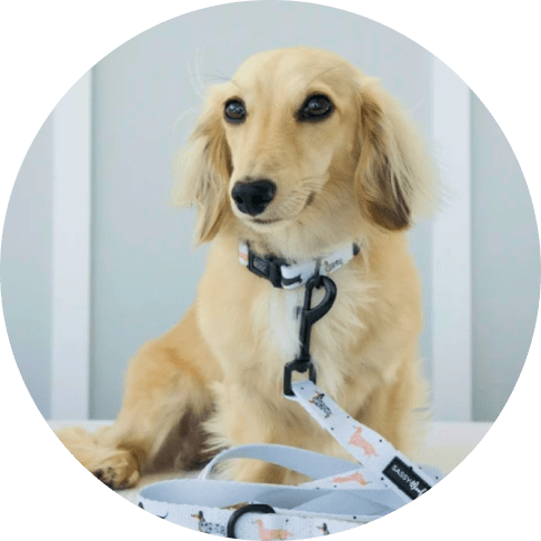 101 Dachshund' Dog Collar 12 » Pets Impress