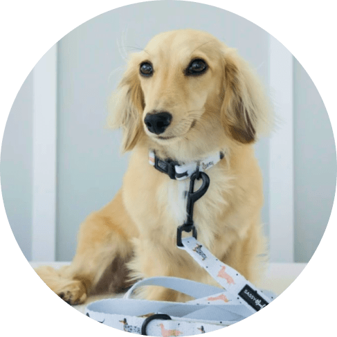 Mask ,,,Group-min 101 Dachshund' Dog Collar 12 » Pets Impress