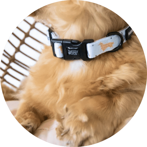 101 Dachshund' Dog Collar 13 » Pets Impress