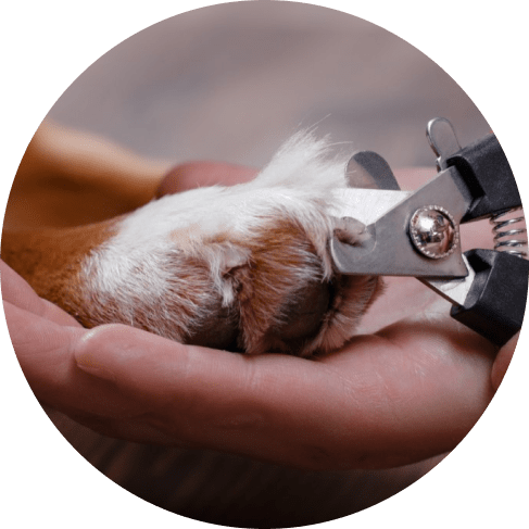 2-Piece Grooming Kit 12 » Pets Impress