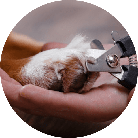 Mask Gтимroup-min 2-Piece Grooming Kit 10 » Pets Impress