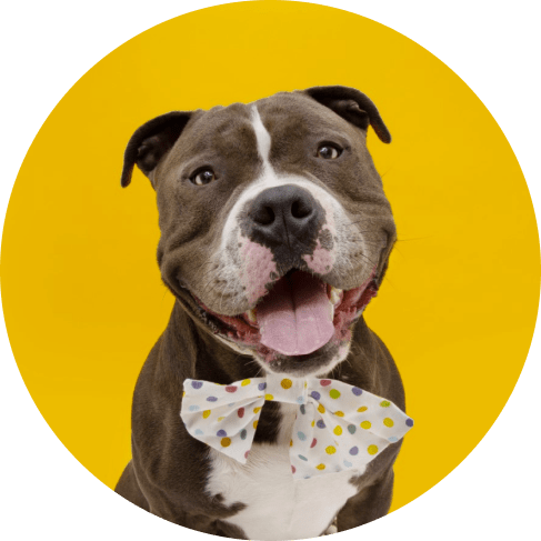 Mask Grлоюиоoup-min 4-Piece Dog Birthday Kit 21 » Pets Impress