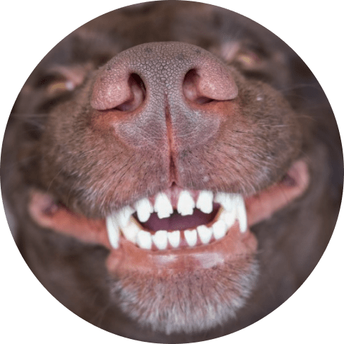 4-Piece Dog Dental Kit 9 » Pets Impress