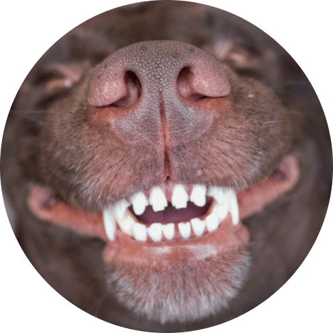 Mask июл Group-min 4-Piece Dog Dental Kit 9 » Pets Impress