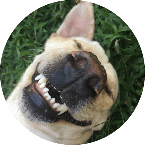 Mask Grou.дт p-min 4-Piece Dog Dental Kit 10 » Pets Impress