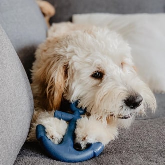 12-min Anchors Aweigh Rubber Dog Toy 12 » Pets Impress
