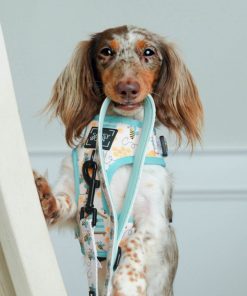Bee Sassy' Dog Fabric Leash 12 » Pets Impress